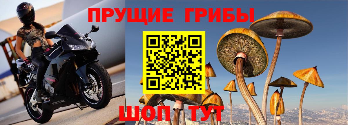 Галлюциногенные грибы Psilocybe Краснодар